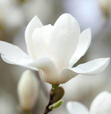 Image result for Vernonia denudata