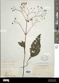 Image result for Adenostemma viscosum