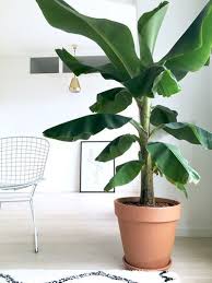 woonkamer binnenkijken bij festiv bananenplanten plantendecor kamerplanten