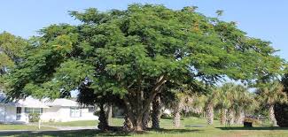 Plant a royal poinciana tree in a location where it has enough space to grow. Enh387 St228 Delonix Regia Royal Poinciana