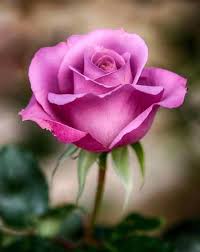 Pin By Buthaina Ezo On 1 A File General In 2020 Love Flowers Pretty Flowers Beautiful Roses