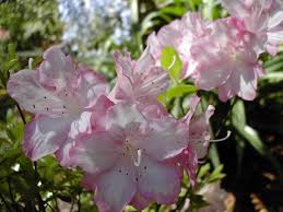 This Azalea Is Al S Picotee Habit Form Azaleas Rhododendron Habit Forming