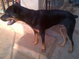The noble rottsky is a mixed breed that s created by mating a rottweiler with a siberian husky. Mixed Rottweiler Boerboel Male 10 Month Pets Nigeria