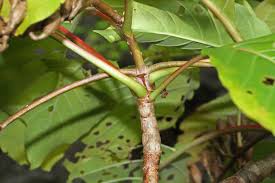 Image result for Hymenodictyon