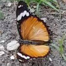 Image result for Mitrasacmopsis