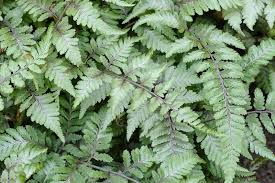 Image result for Athyrium schimperi