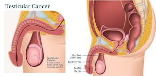 Image result for Testicle