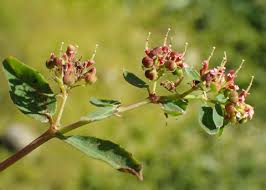Image result for Euphorbia hypericifolia