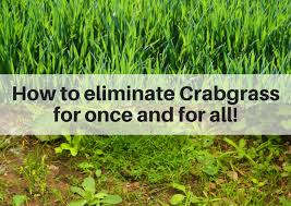 Image Lawn Weed And Crabgrass Killer Concentrate