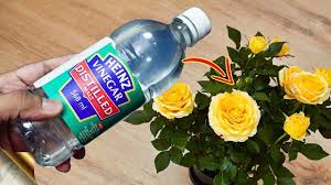 Many of us have heard about the benefits of using vinegar in gardens, mainly as an herbicide. 10 Miracles Of Vinegar For Plants Garden Youtube