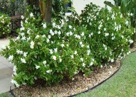 Frost Proof Gardenia Shrub Gardenia Shrub Evergreen Flowering Shrubs Evergreen Shrubs