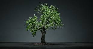 Growing Bonsai Tree Time Lapse Stock Video Video Of Interior Initiation 93401077