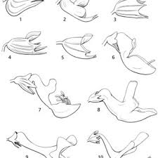 Image result for Equilabium petiolare