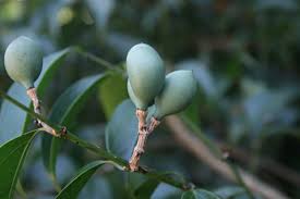 Image result for Strychnos usambarensis