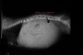 How do you know the fetus is there when you can't see it or feel it moving yet? Canine Pregnancy East Central Veterinary Hospital Wichita Ks