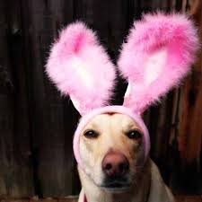 Find out happy easter memes 2020, funny easter bunny memes, greek easter eggs memes that will give you the smile share with friends, family on social though happy easter meme images are only for fun purposes not to offend anyone's emotions & sentiments. 15 Dogs Who Think They Re The Easter Bunny Barkpost