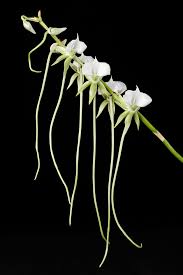 Image result for Angraecum