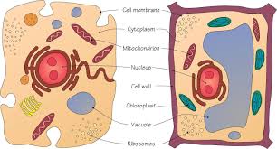 Cell biology basics via www.cellsalive.com objective: Ecology Science 6 At Fms