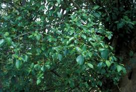 Image result for Ficus exasperata