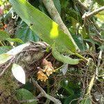 Image result for Polystachya galeata