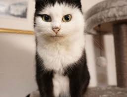 CATIFICATION: A Cat's Purrspective