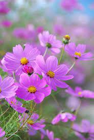 Cosmos Beautiful Flowers Cosmos Flowers Amazing Flowers
