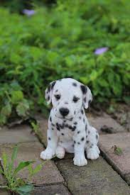 Dalmatian Puppy Baby Animals Pictures Cute Animals Cute Animal Pictures