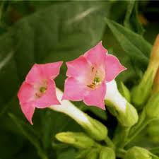 Image result for Nicotiana tabacum