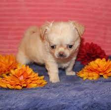 Maybe you would like to learn more about one of these? Teacup Chihuahua Puppies For Sale Near Me Usa Uk Canada Australia