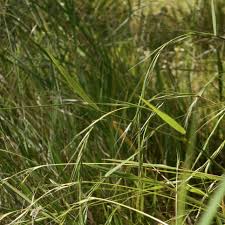 Image result for Sorghastrum stipoides