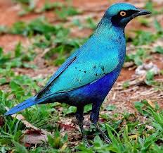 Birds Of South Africa Pictures And Names The Greater Blue Eared Starling Or Greater Blue Eared Glossy Starling Is A Bird That Breeds From Senegal East To Eth Aves Exoticas Aves De Estimacao Aves Belas