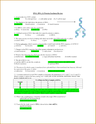 Ib dna structure & replication review key 2 6 2 7 7 1 from dna replication worksheet answer key , source: Protein Synthesis Quizlet Questions