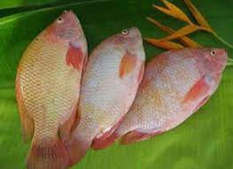 Cara Budidaya Ikan Nila Merah Mudah Dan Makanan Ikan Ikan Air Tawar Ikan Mas
