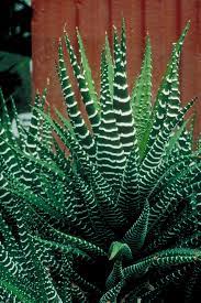 However, contrary to this belief. How To Grow A Zebra Cactus Plants Succulents Mother Plant