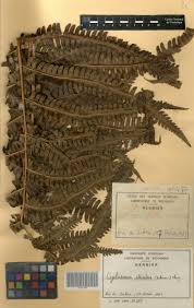 Image result for Cyclosorus striatus