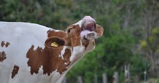 Silly Cow Cow Silly Animals Cow Calf