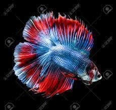 Two blue betta fish, fishes, glitter, tail, squama, animal themes. Betta Fish Siamese Fighting Fish Betta Splendens Fullmoon Stock Photo Picture And Royalty Free Image Image 61211576