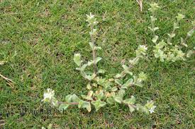 Image result for Cerastium glomeratum