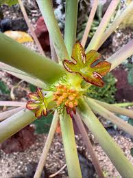 Image result for Aloe aculeata × ortholopha