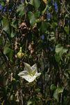 Image result for Ipomoea intrapilosa