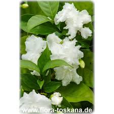 Image result for Tabernaemontana