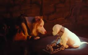 Michigan cat rescue was founded on april 11, 2003. Watch A Tomb Raider Trailer Starring Cats And Dogs Michigan Humane