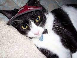 Does This Visor Make Me Look Ridiculous Meeeoooowwww Cats Cats And Kittens Cat Clothes