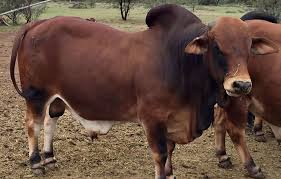 We are excited to showcase a selection of our best brahman females and also a special set of herd sire prospects. Panganayi Boran Stud Passion Breeds Excellence