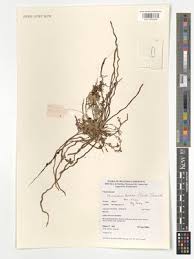 Image result for Microcoelia corallina