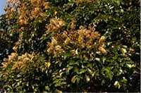 Image result for Erythrophleum lasianthum