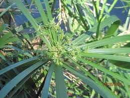 Image result for Priva flabelliformis