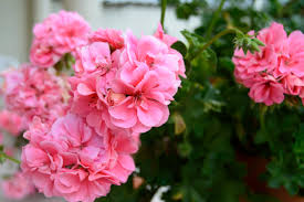 Check spelling or type a new query. Getting Flower Beds In Shape For Spring State Fair Of Texas