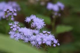 Image result for Corycium