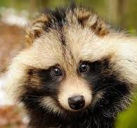 Raccoon Dog Fur: Luxurious & Eco-Friendly Yarn – 2025